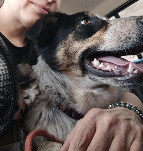Kiki dolce e meravigliosa cucciola, aspetta la sua FAMIGLIA PER SEMPRE!! Foto 5