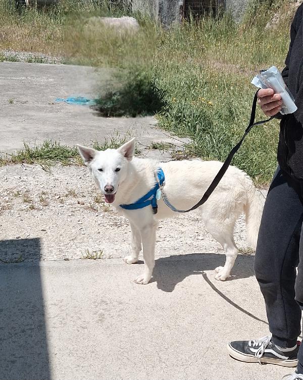 Erik 8 mesi ,stupendo mix pastore svizzero, aspetta la sua famiglia. Foto 3