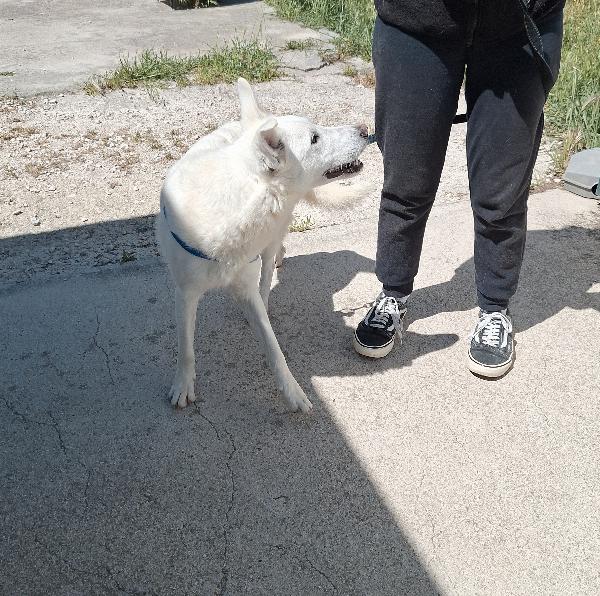 Erik 8 mesi ,stupendo mix pastore svizzero, aspetta la sua famiglia. Foto 4