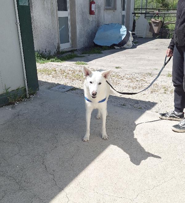 Erik 8 mesi ,stupendo mix pastore svizzero, aspetta la sua famiglia. Foto 6