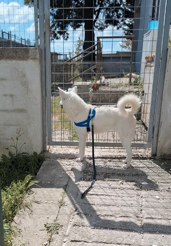 Erik 8 mesi ,stupendo mix pastore svizzero, aspetta la sua famiglia. Foto 8