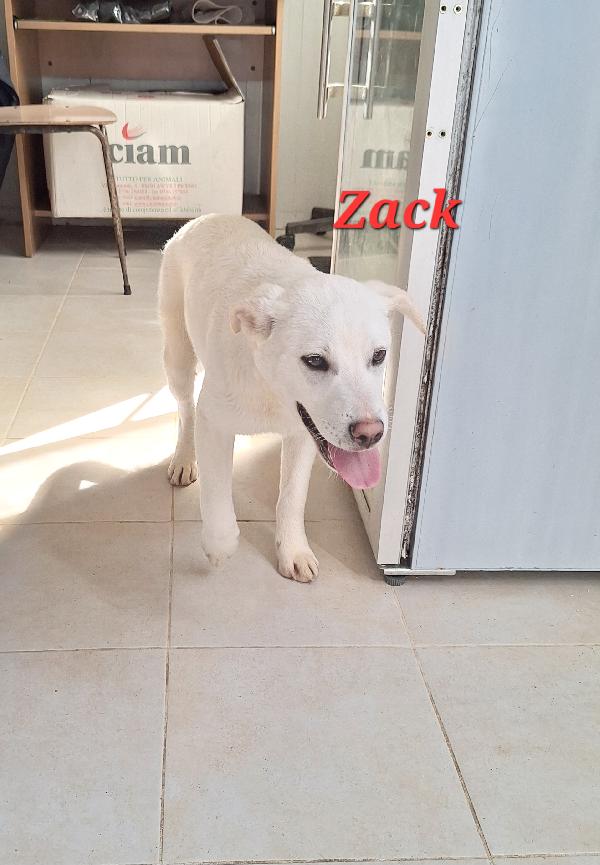 Zack, Allegro, Socievole Con Tutti E Bello Assai !!