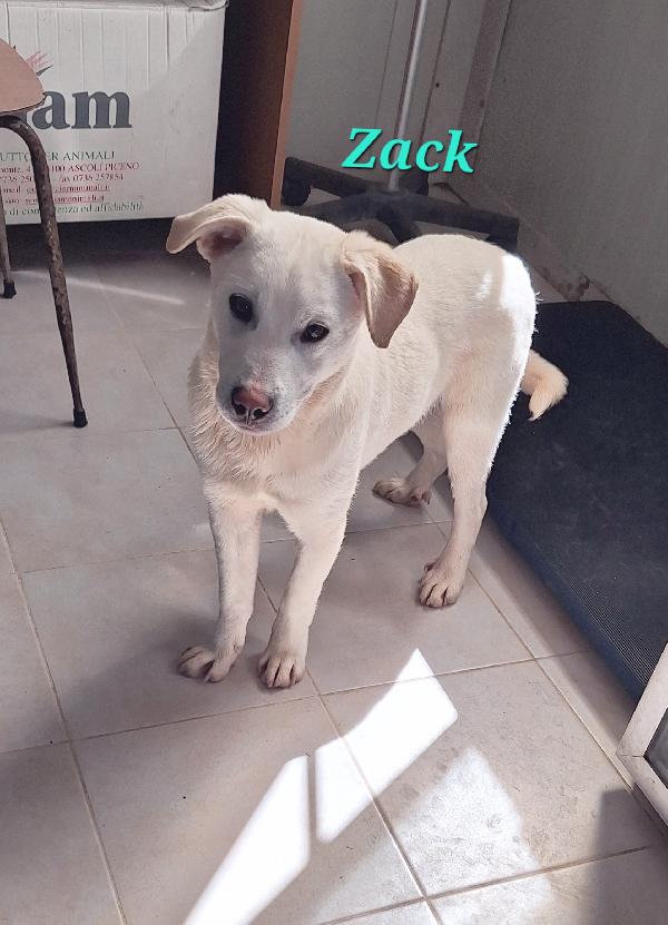 Zack, allegro, socievole con tutti e bello assai !! Foto 2