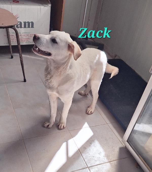 Zack, allegro, socievole con tutti e bello assai !! Foto 3