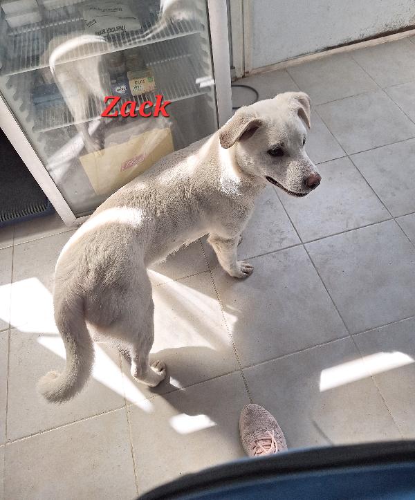 Zack, allegro, socievole con tutti e bello assai !! Foto 4