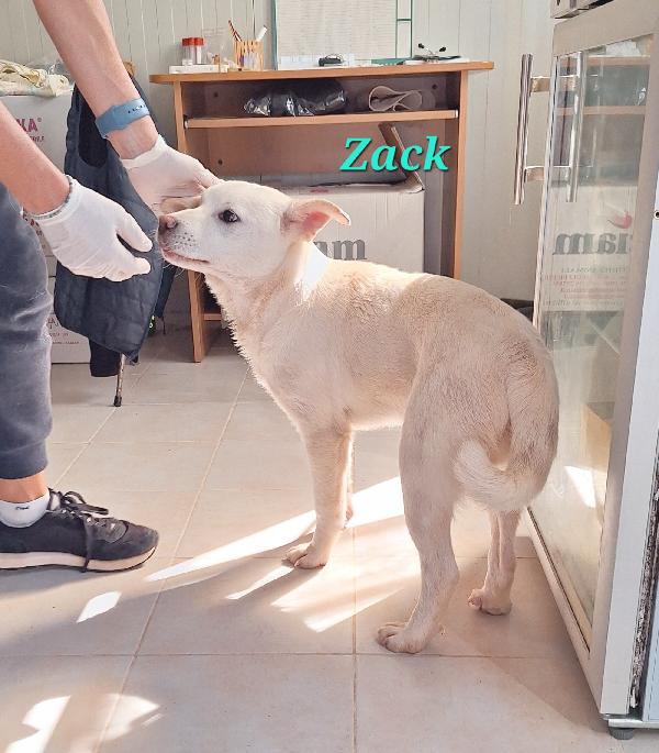 Zack, allegro, socievole con tutti e bello assai !! Foto 5