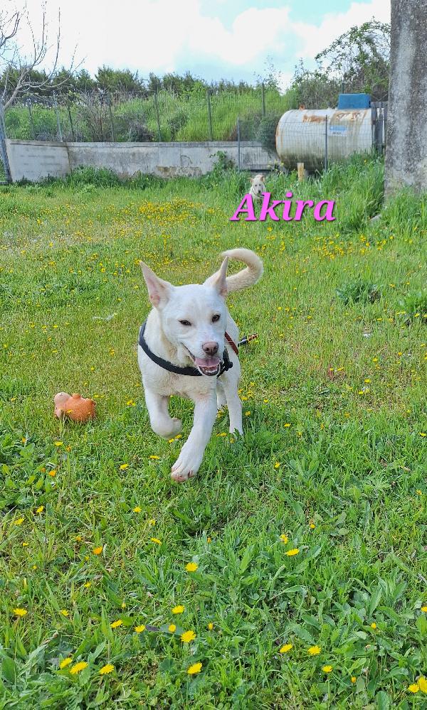 Akira,Stupenda Cucciola 6 Mesi In Adozione. 