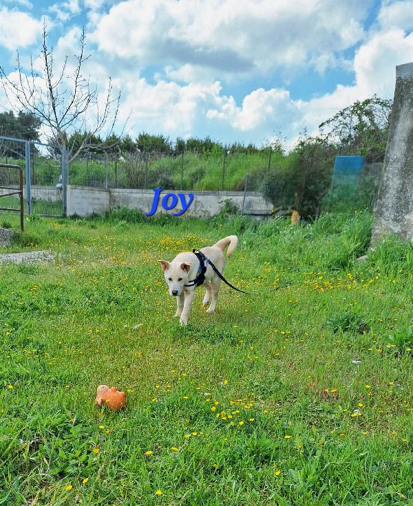Joy, Cucciolotto Mix Labrador In Adozione. 