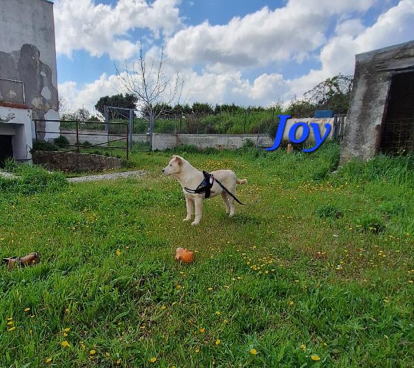 Joy, cucciolotto mix labrador in adozione.  Foto 3