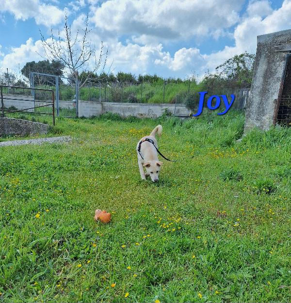 Joy, cucciolotto mix labrador in adozione.  Foto 4