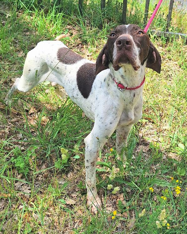 Goya 3 anni bracco Foto 2