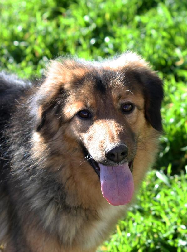 Dolcissima Enza,Mix Border Collie 14 Mesi In Adozione. 