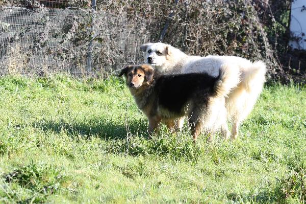 Dolcissima Enza,mix border collie 14 mesi in adozione.  Foto 3