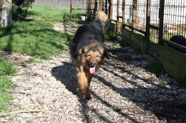 Dolcissima Enza,mix border collie 14 mesi in adozione.  Foto 4