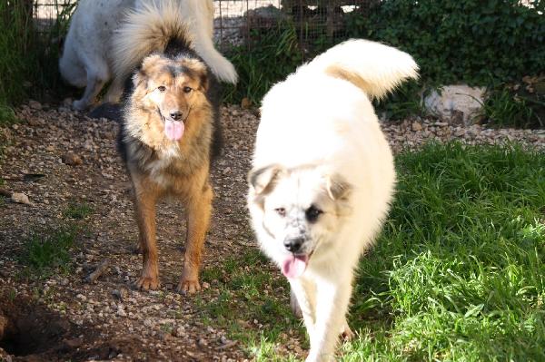 Dolcissima Enza,mix border collie 14 mesi in adozione.  Foto 5