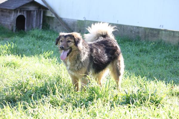 Dolcissima Enza,mix border collie 14 mesi in adozione.  Foto 7