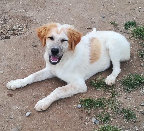 BISCOTTO ASPETTA UNA MAMMA  Foto 3