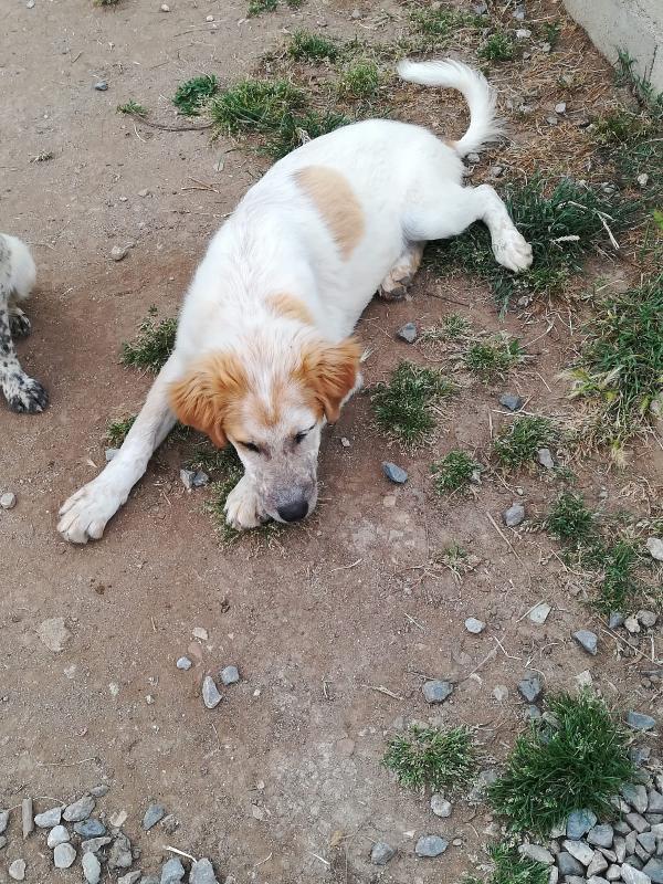 BISCOTTO ASPETTA UNA MAMMA  Foto 4
