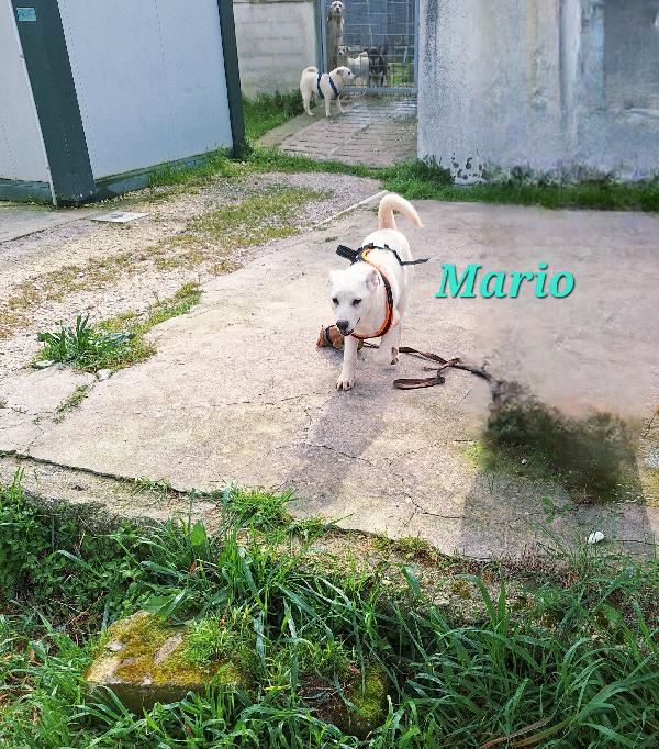 Mario, stupendo, dolcissimo e socievole cucciolotto, aspetta te!! Foto 3