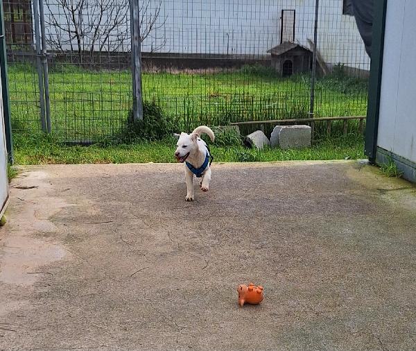 Mario, stupendo, dolcissimo e socievole cucciolotto, aspetta te!! Foto 5