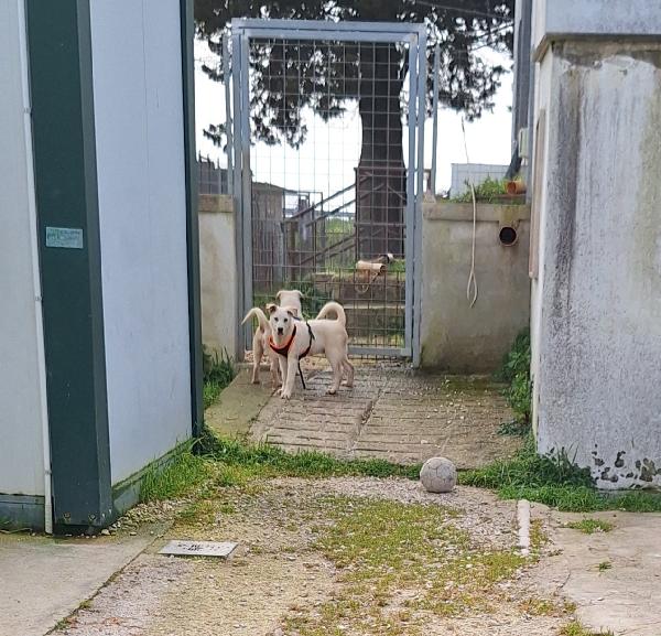 Mario, stupendo, dolcissimo e socievole cucciolotto, aspetta te!! Foto 6