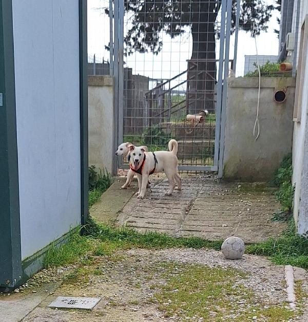Mario, stupendo, dolcissimo e socievole cucciolotto, aspetta te!! Foto 7