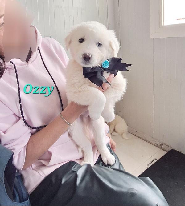 Ozzy, Cucciolo Adorabile Mix Golden In Adozione 