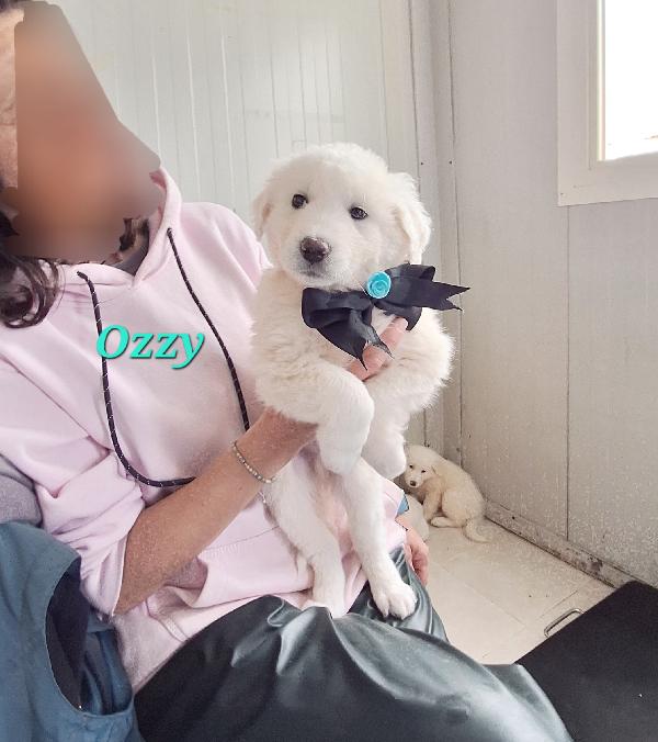Ozzy, cucciolo adorabile mix golden in adozione  Foto 2