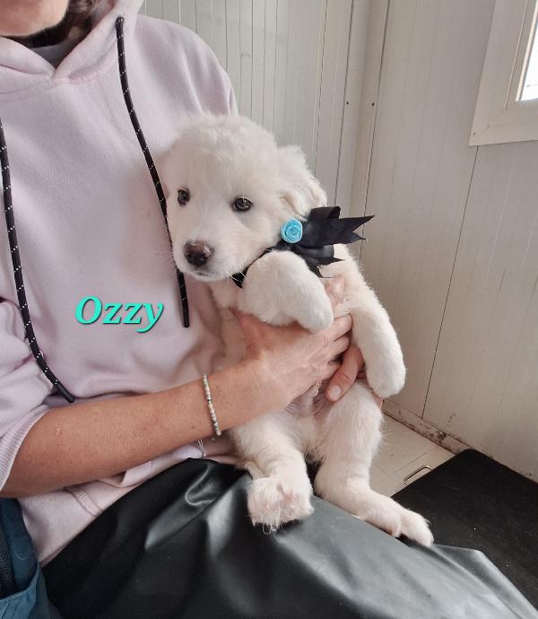 Ozzy, cucciolo adorabile mix golden in adozione  Foto 3