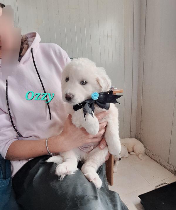 Ozzy, cucciolo adorabile mix golden in adozione  Foto 4
