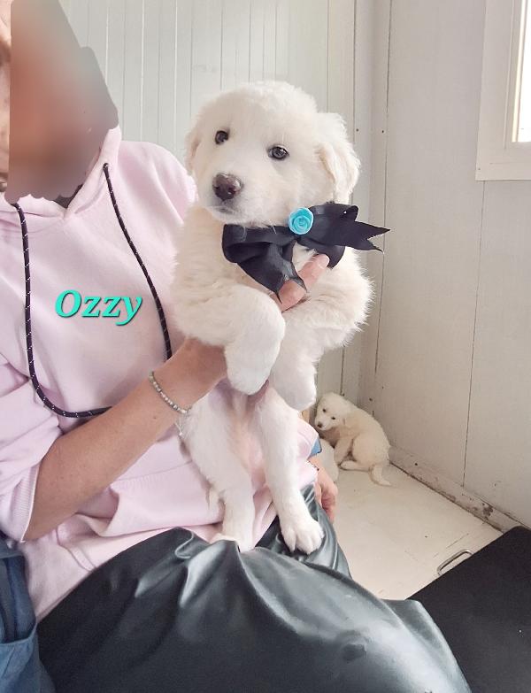 Ozzy, cucciolo adorabile mix golden in adozione  Foto 5