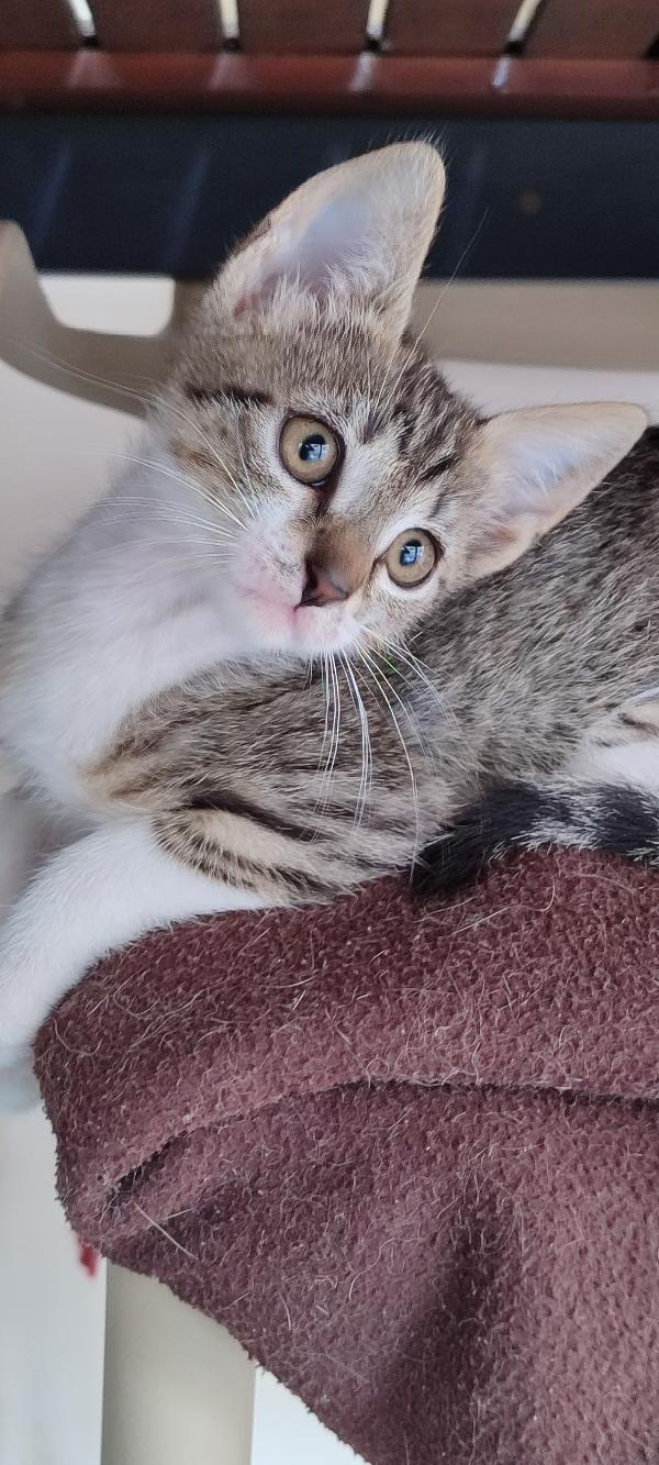 Matty dolcissima micina dagli occhi nocciola  Foto 3