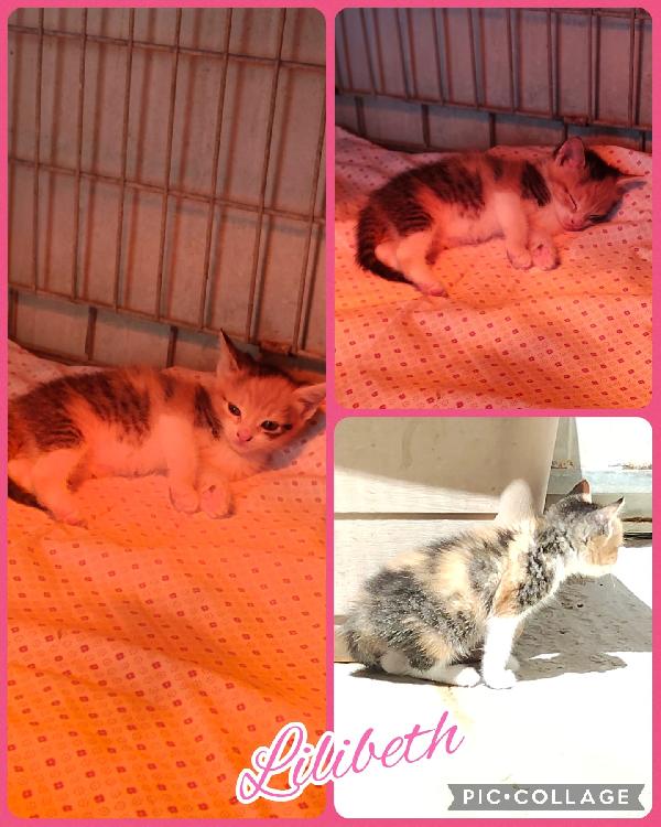 Lilibeth