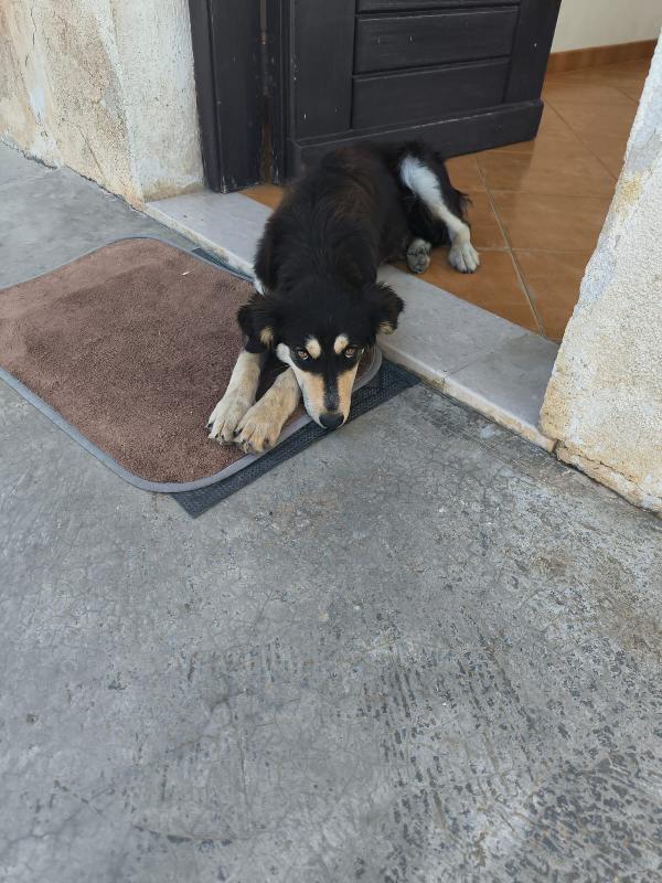 Mira