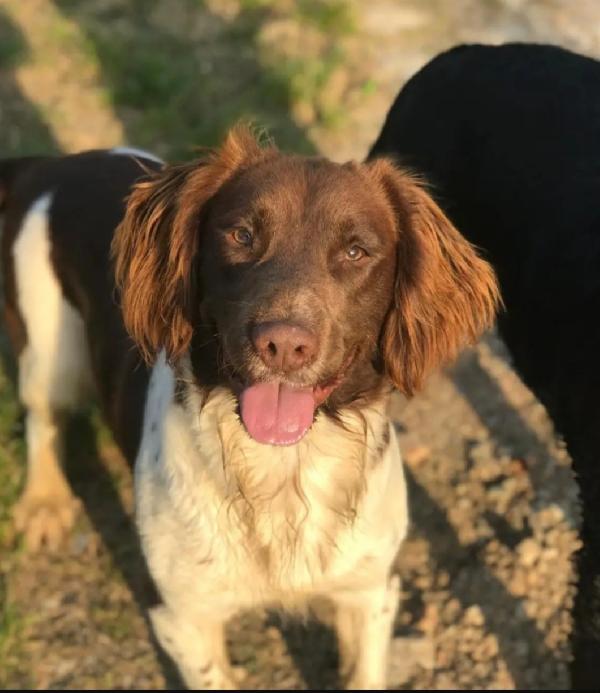 Springer Spaniel Adulto Rimasto Solo,Buon Carattere. Bergamo