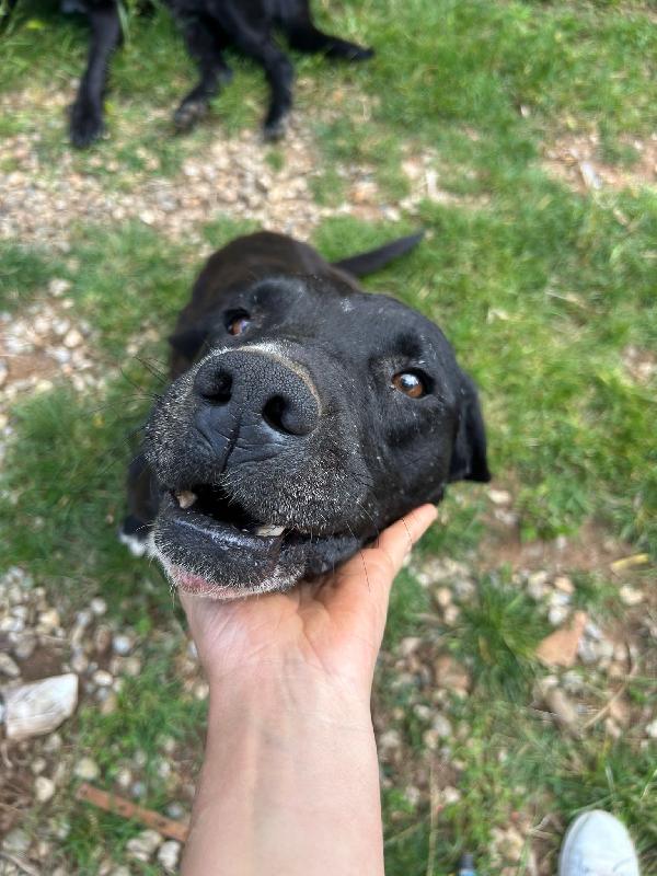 Pluto splendido cagnolone cerca casa  Foto 5