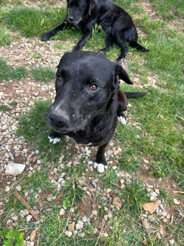 Pluto splendido cagnolone cerca casa  Foto 7
