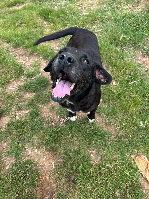 Pluto splendido cagnolone cerca casa  Foto 8