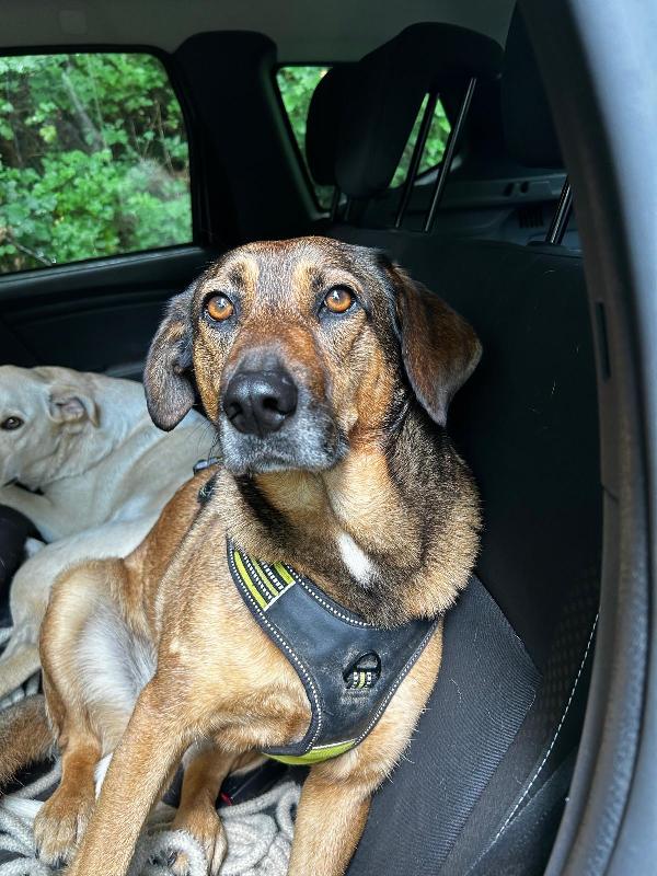 Lola Splendida Giovane Cagnolina Cerca Casa 
