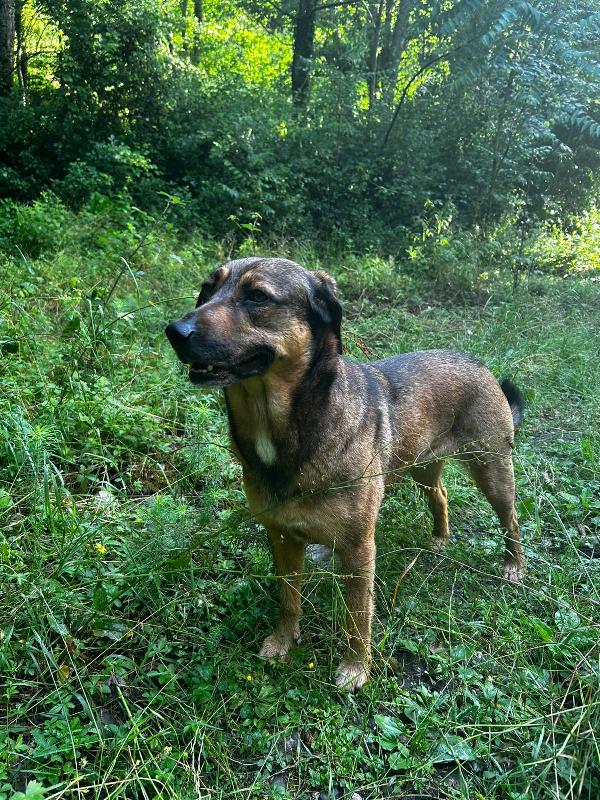 Lola splendida giovane cagnolina cerca casa  Foto 2