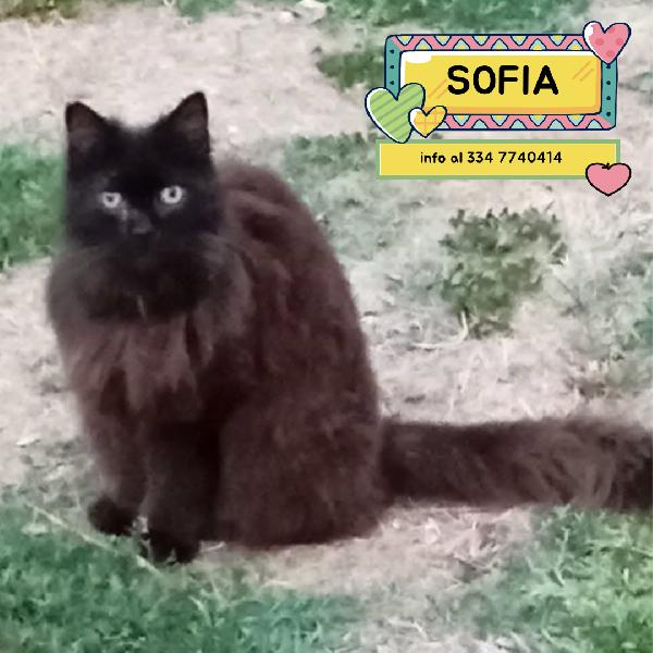 Sofia Dolce Gattina Cerca Casa 