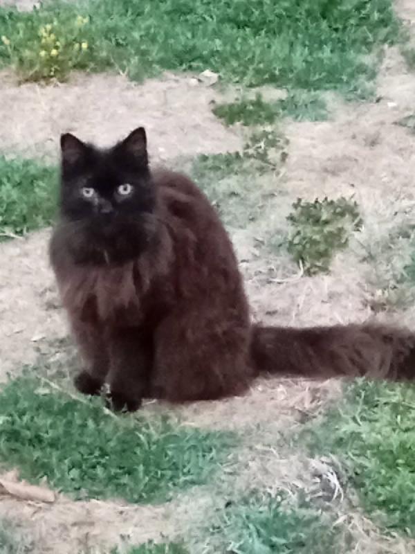 SOFIA dolce gattina cerca casa  Foto 2