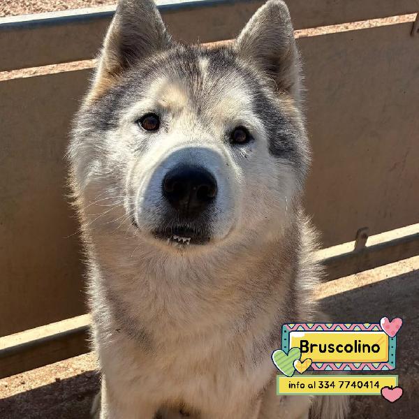 Bruscolino - Splendido Siberian Husky Maschio 5 Anni Cerca Casa - In Adozione 