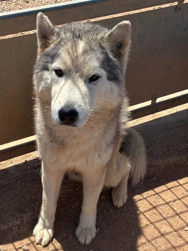Bruscolino - splendido SIBERIAN HUSKY maschio 5 anni cerca casa - in adozione  Foto 2