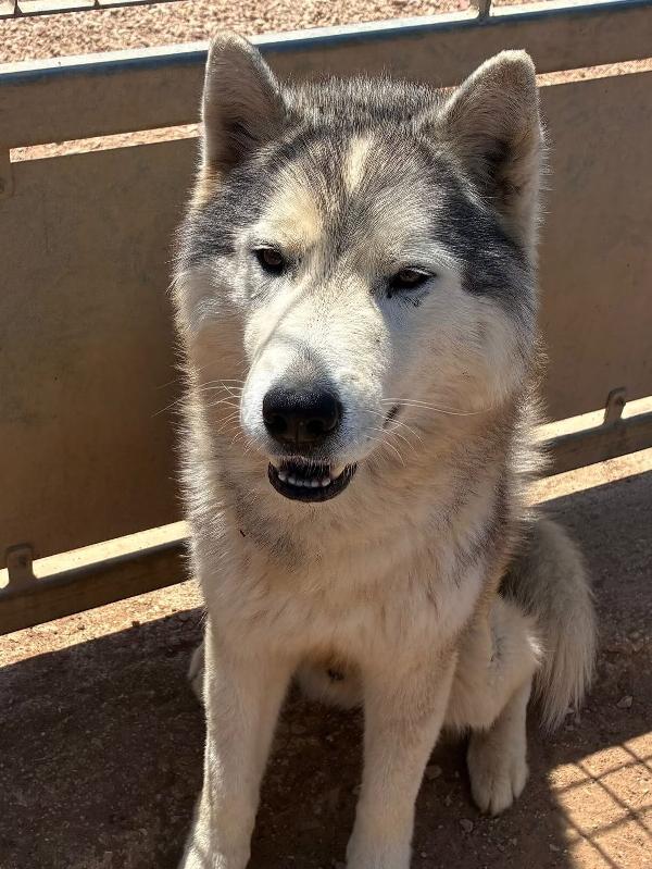 Bruscolino - splendido SIBERIAN HUSKY maschio 5 anni cerca casa - in adozione  Foto 3