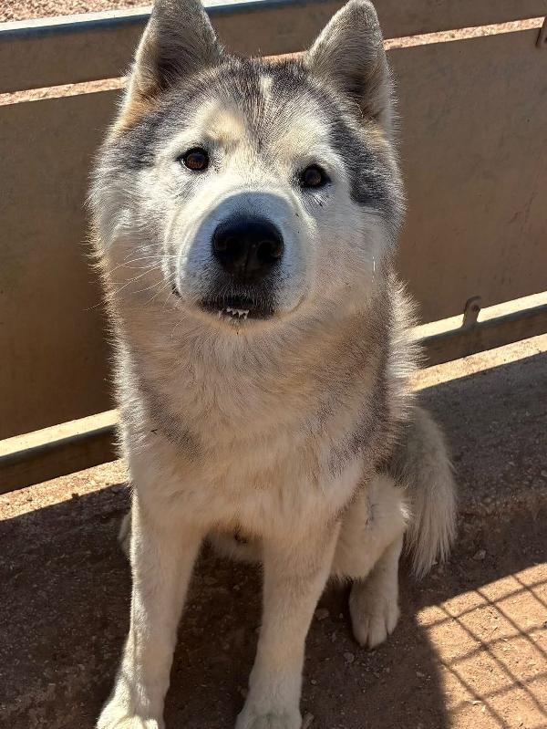 Bruscolino - splendido SIBERIAN HUSKY maschio 5 anni cerca casa - in adozione  Foto 4