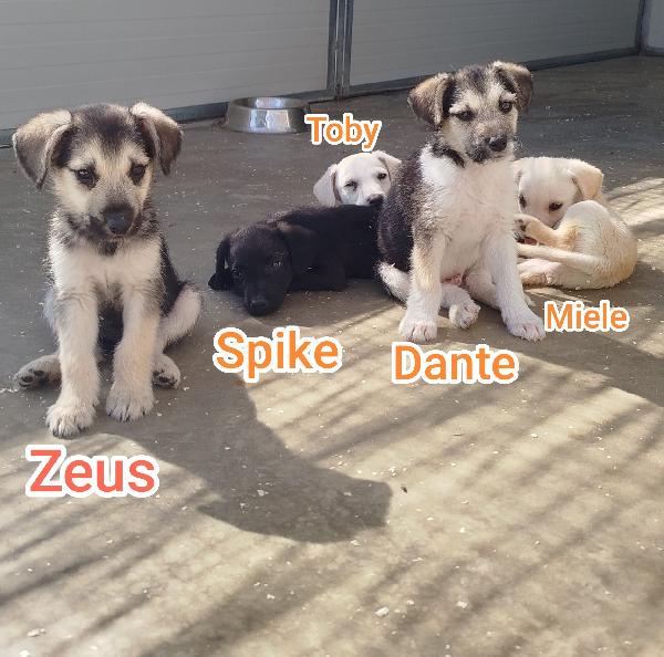 Cuccioli  Foto 4