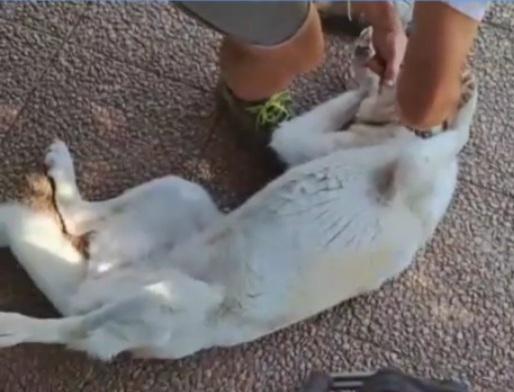 Mia mix Labrador adulta mollata dai padroni anni fa LAZIO Foto 4