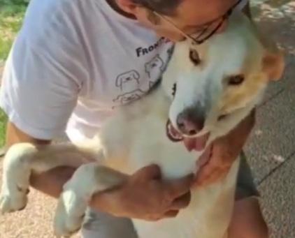 Mia mix Labrador adulta mollata dai padroni anni fa LAZIO Foto 5