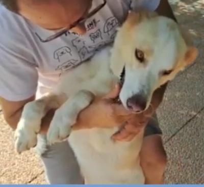 Mia mix Labrador adulta mollata dai padroni anni fa LAZIO Foto 6